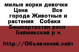 милые иорки девочки › Цена ­ 15 000 - Все города Животные и растения » Собаки   . Башкортостан респ.,Баймакский р-н